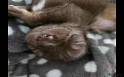 Chihuahua dogs for sale: Chihuahua puppies. - Advert 7