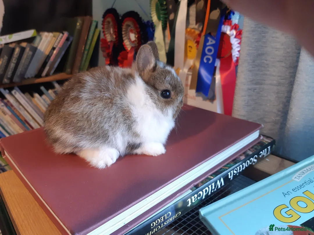 Netherland Dwarf rabbits for sale: Broken netherland dwarf buck - Advert 2
