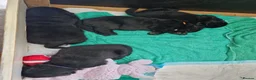 Newfoundland dogs for sale: KC Registered Black Newfoundland Puppies  in Moffat - Advert 15