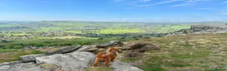 Miniature Poodle dogs for stud: **For Stud** in Matlock - Advert 3
