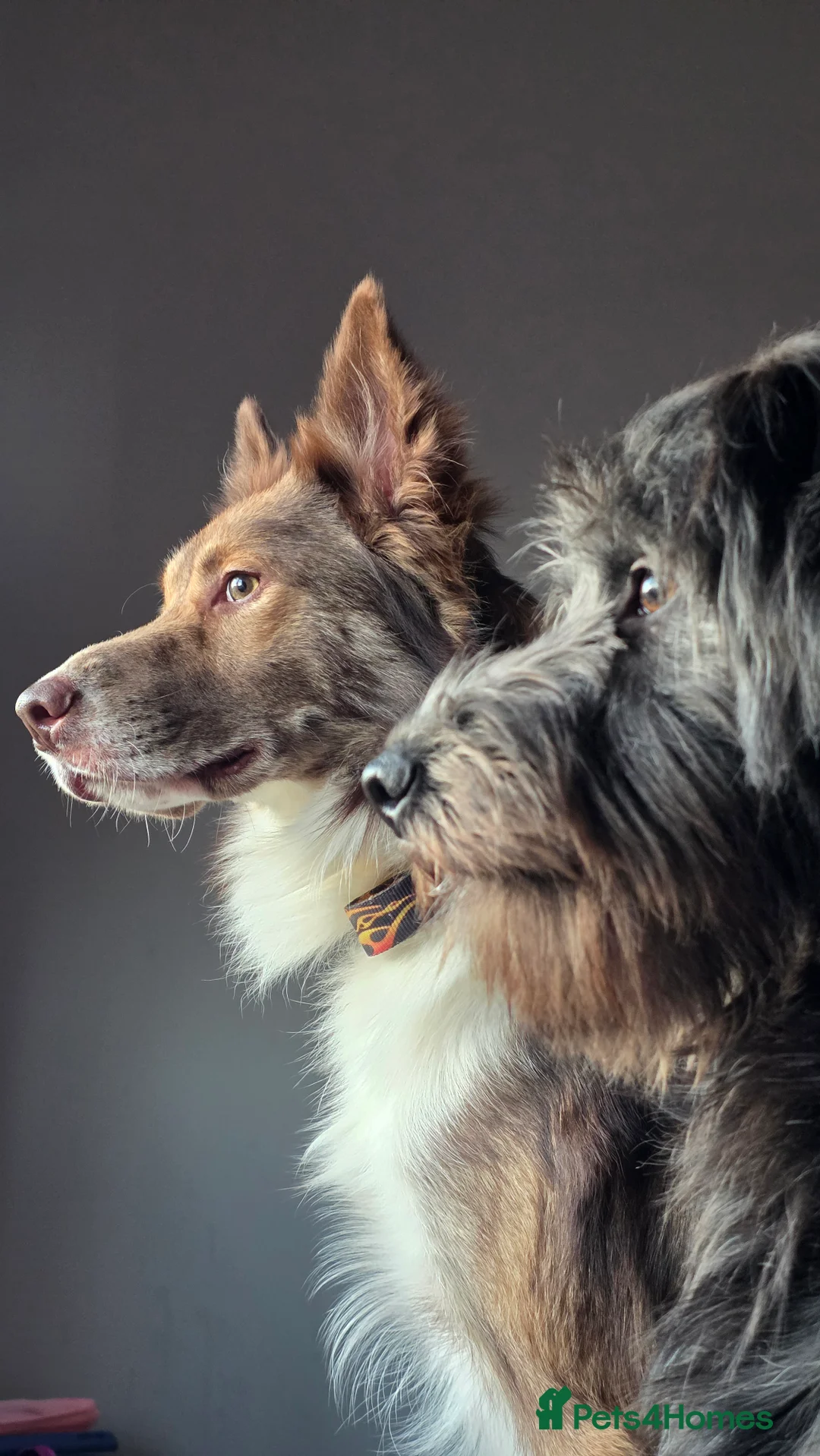 Bordoodle dogs for sale: 🌙☀️Waiting List Open🌙☀️ - Advert 14