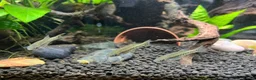 Live Bearers fish for sale: Ameca Splendens/Butterfly Splitfins - Advert 3