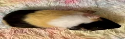 Guinea Pig rodents for sale: Guinea Pig - Young Male - Advert 4