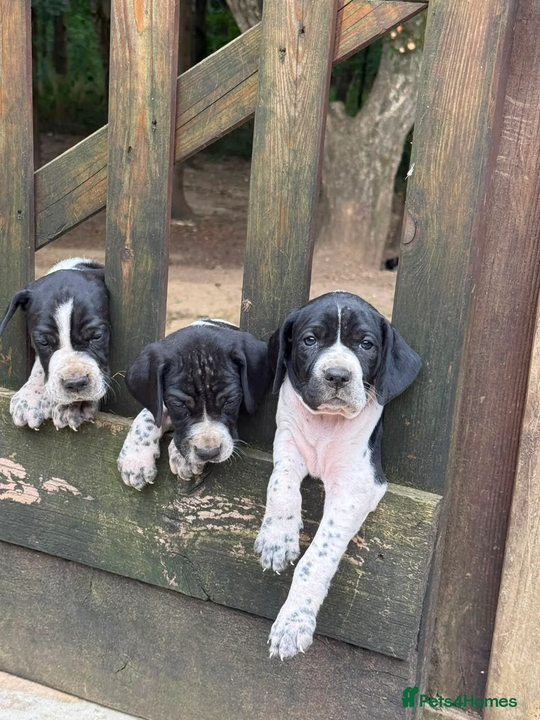 Pointer dogs for sale: English Pointers for sale  - Advert 2