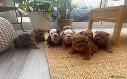 English Bulldog dogs for sale: Stunning litter of coloured Bulldogs home reared - Advert 11