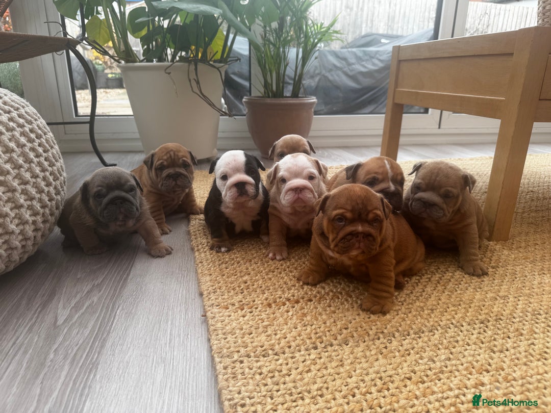English Bulldog dogs for sale: Stunning litter of coloured Bulldogs home reared - Advert 11