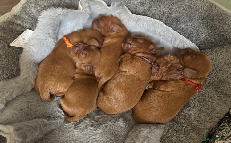 Cavalier King Charles Spaniel dogs - Advert 3