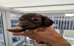 Miniature Dachshund dogs for sale: Mini L/H Dachshund boys - Image 4
