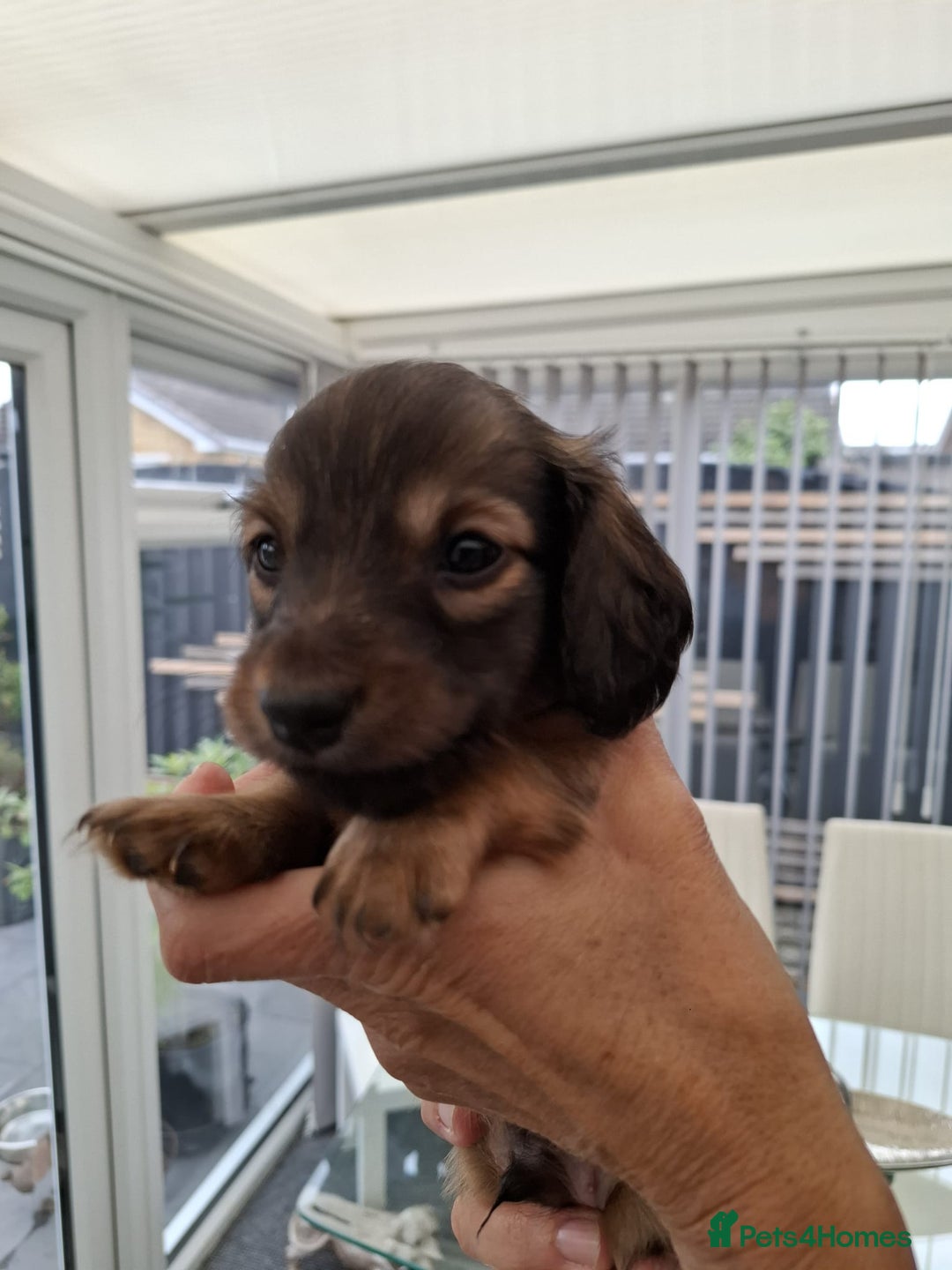 Miniature Dachshund dogs for sale: Mini L/H Dachshund boys - Image 4