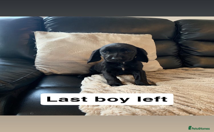 Cocker Spaniel dogs - Advert 1