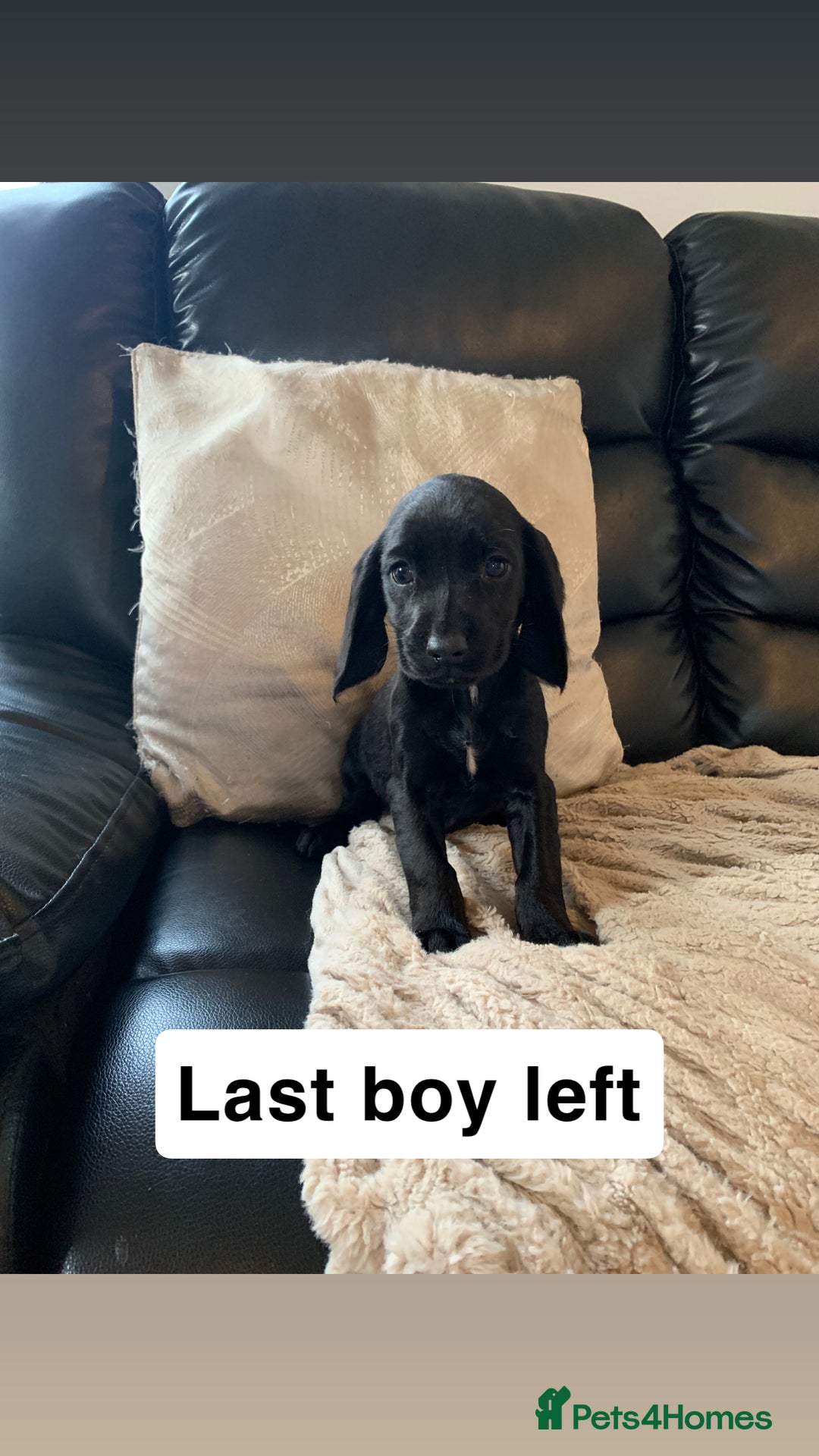 Cocker Spaniel dogs for sale: Cocker spaniel puppys - Image 1