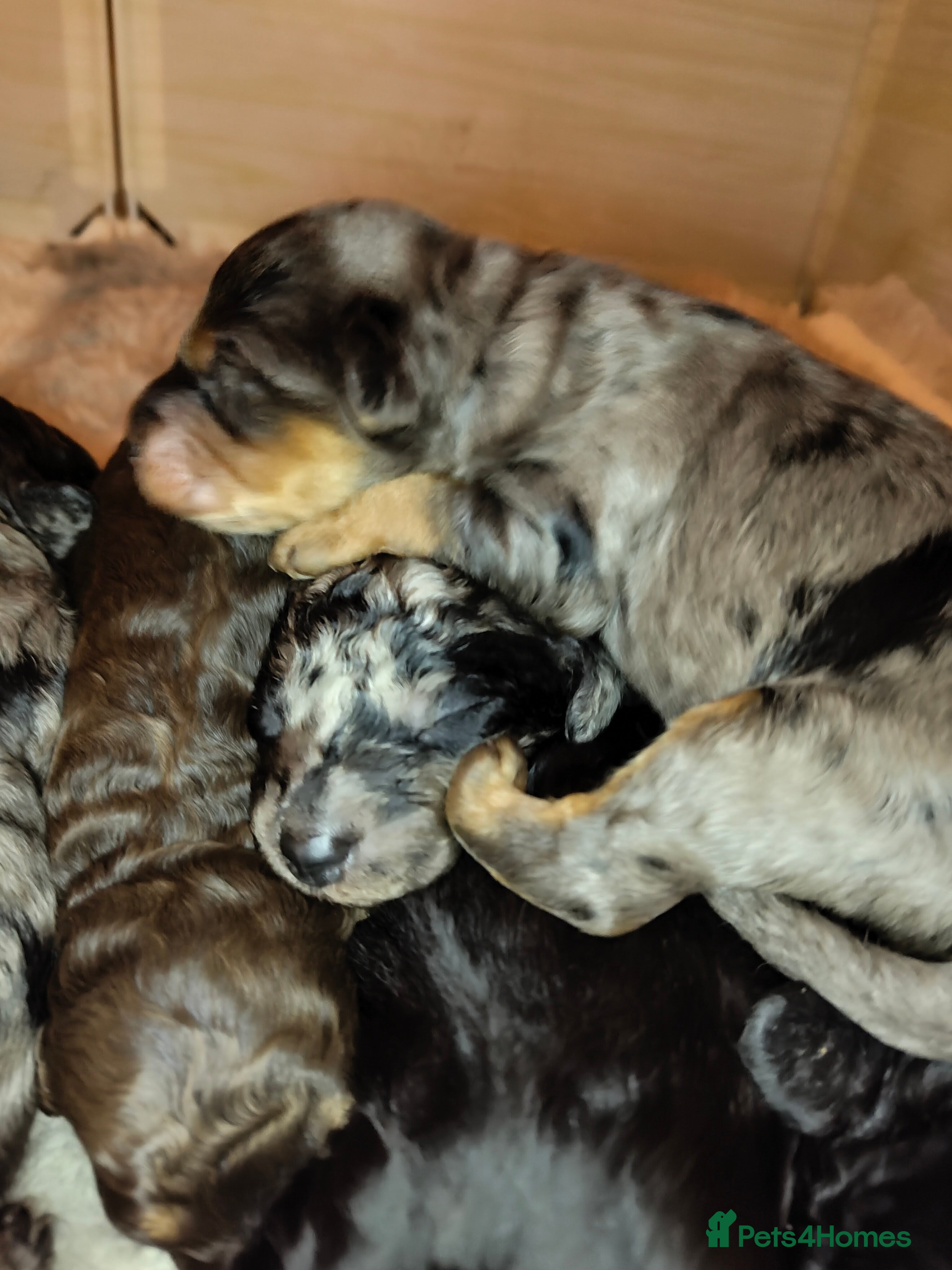 Cockapoo dogs Beautiful F1b toy cockapoos - Advert 13