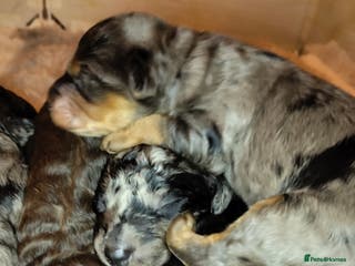 Cockapoo dogs Beautiful F1b toy cockapoos - Advert 2