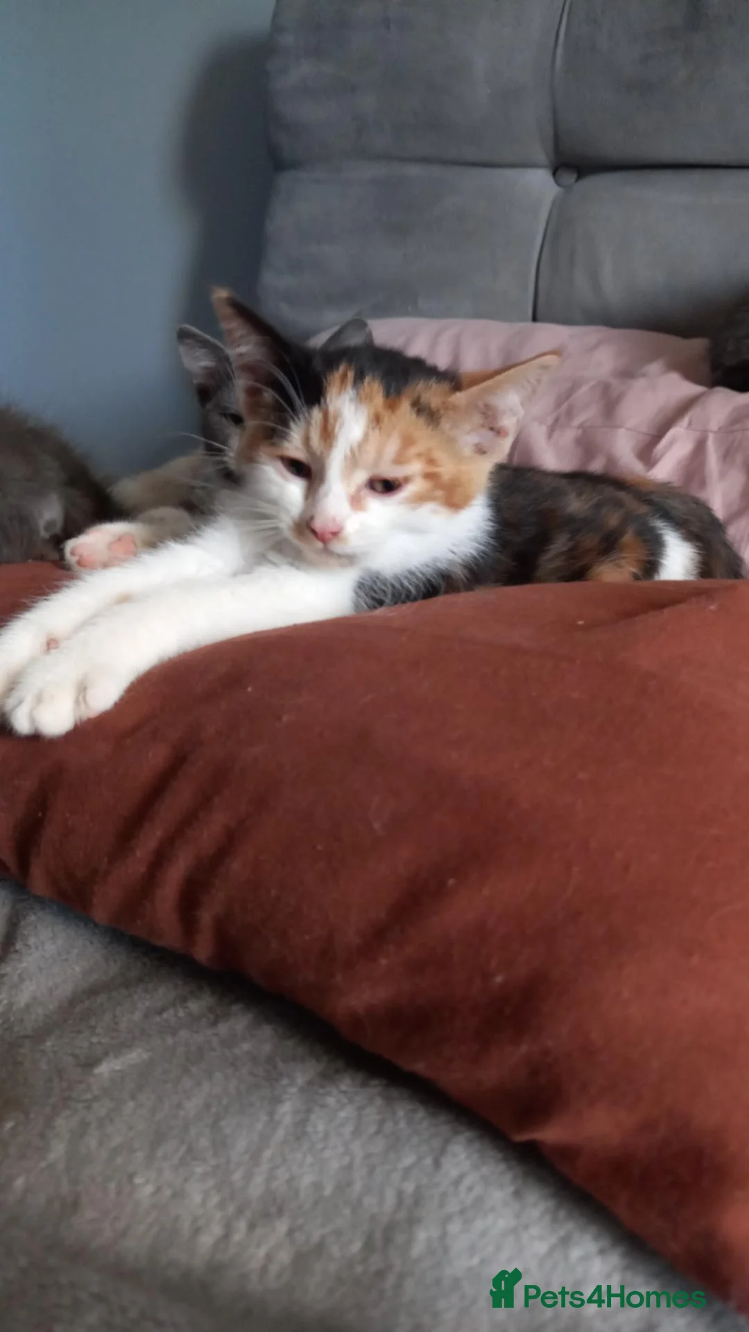Mixed Breed cats for sale: Gorgeous girl Felix  - Advert 2