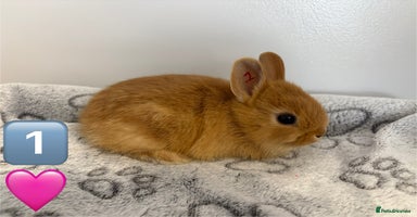 Netherland Dwarf rabbits - Advert 5
