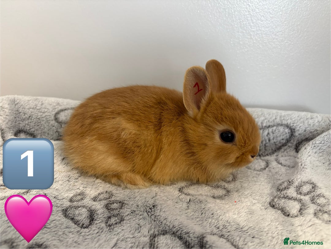 Netherland Dwarf rabbits for sale: 14 x Netherland Dwarf Bunnies 🐰🏡 🥰  - Image 3