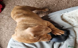 Miniature Dachshund dogs for sale: Female Miniature Dachshund - Only 1 Remaining - Image 4
