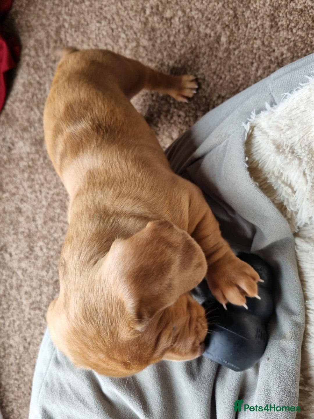 Miniature Dachshund dogs for sale: Female Miniature Dachshund - Only 1 Remaining - Image 4