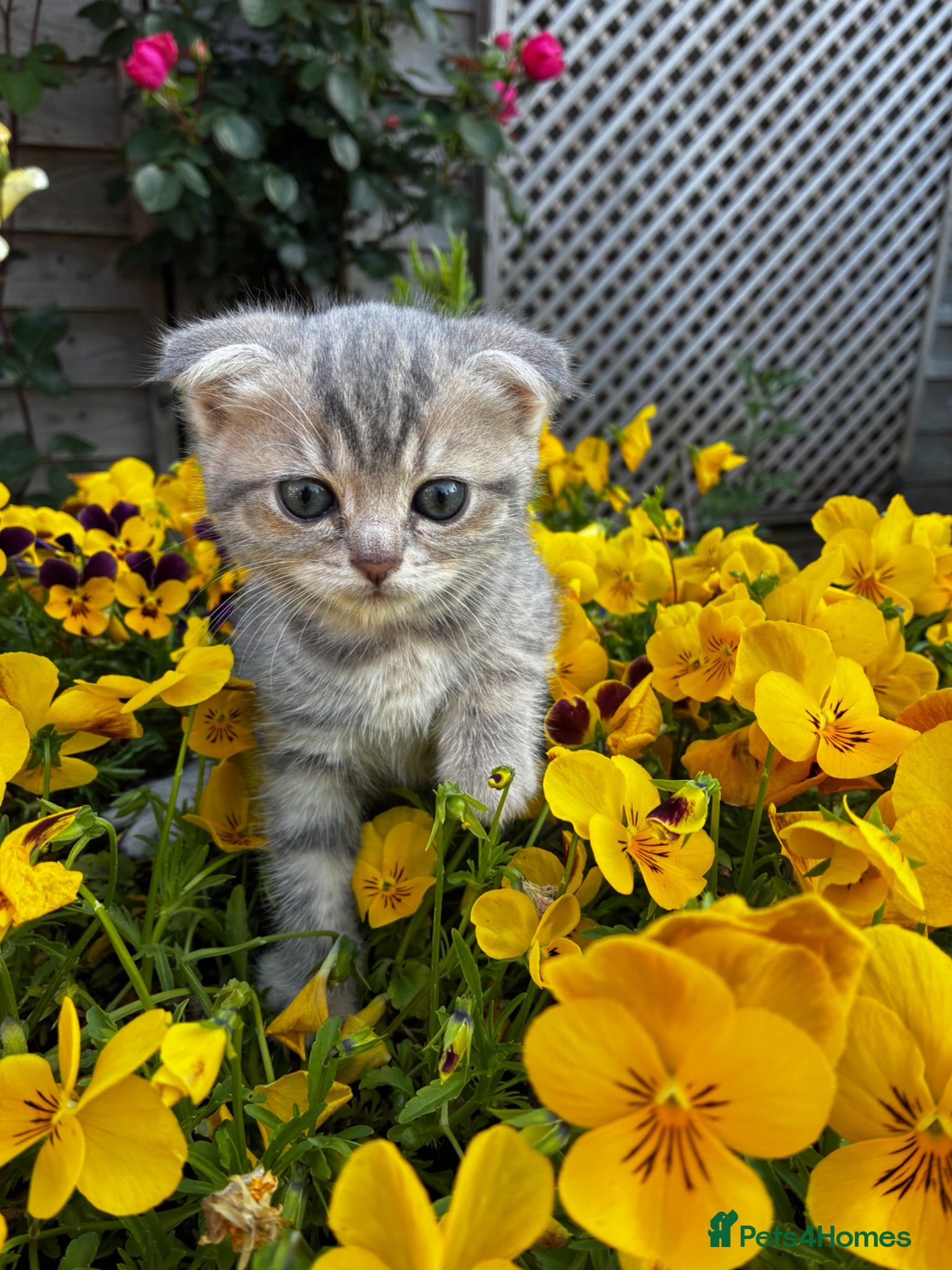 Scottish Fold cats SALE SALE! Last Scottish Fold Kitten for sale - Advert 1