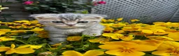 Scottish Fold cats for sale: 5 Scottish Fold Kittens for sale - Advert 9