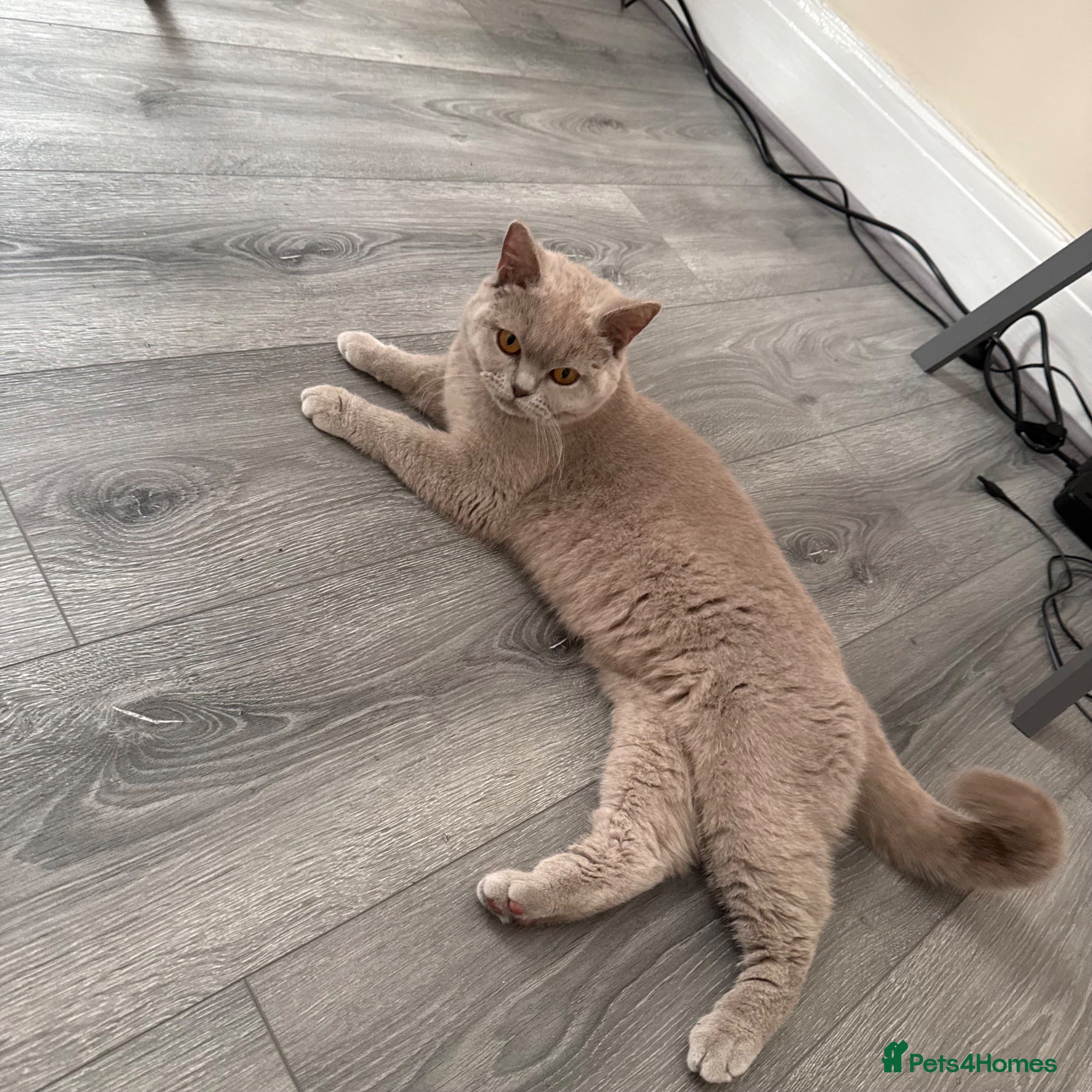 British Shorthair cats Gorgeous Lilac BSH  - Advert 5