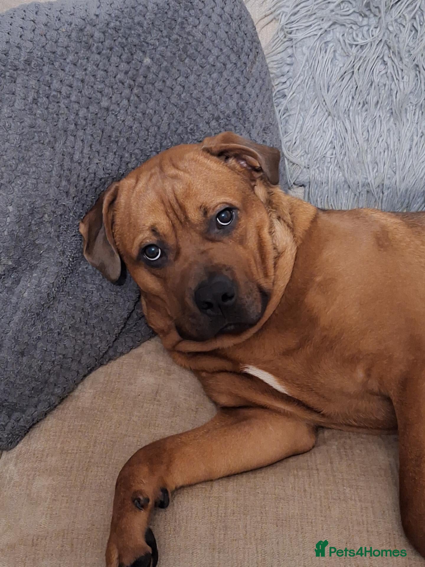 Mixed Breed dogs Staffweiler male - Advert 1