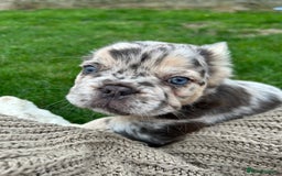 French Bulldog dogs for sale: 4 French bulldog puppies  - Image 18