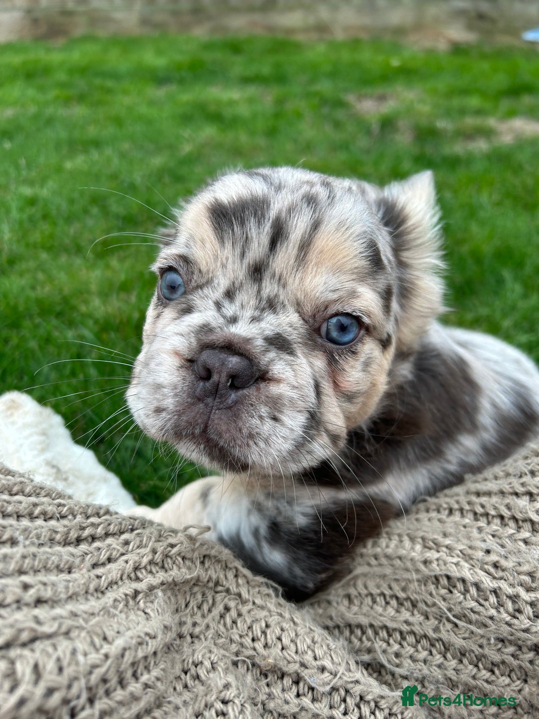 French Bulldog dogs for sale: 4 French bulldog puppies  - Image 18