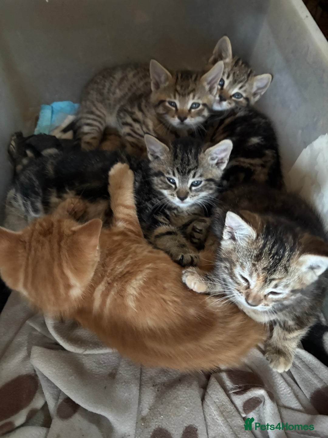 Mixed Breed cats for sale: 7 kittens looking for new home!  - Image 2