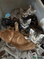 Mixed Breed cats - Advert 4