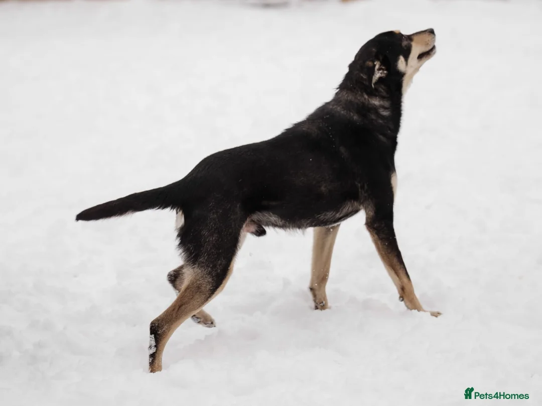 Mixed Breed dogs for adoption: 💙BARSIK💙- 1,5 yo low-medium boy, sweet&social  in Oxford - Advert 11