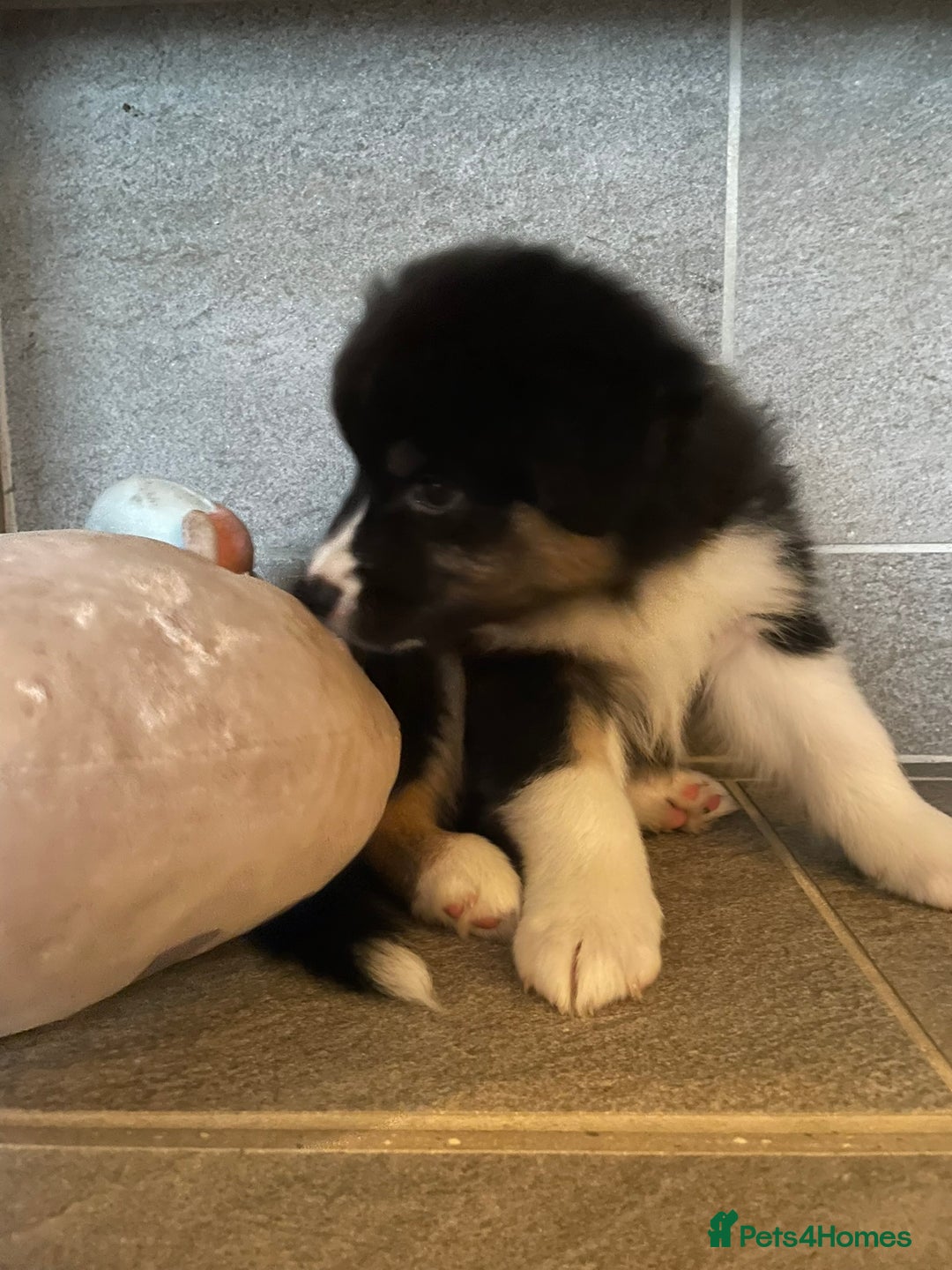 Australian Shepherd dogs for sale: Exceptional Australian Shepherd Puppies - Advert 14