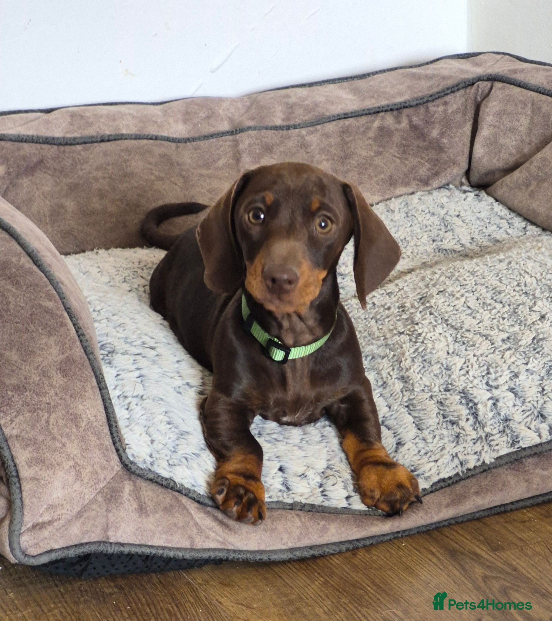 Miniature Dachshund dogs KC REGISTERED QUALITY PUPS  - Advert 9