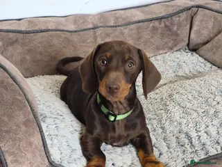 Miniature Dachshund dogs KC REGISTERED QUALITY PUPS - Advert 9