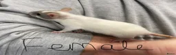 Rat rodents for sale: Baby rats - Advert 6
