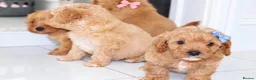 Poochon dogs for sale: Gorgeous Cavapoochon Puppies - Advert 4