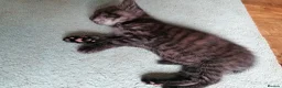 Domestic Shorthair cats for sale: 3 adorable kittens for sale  - Advert 2