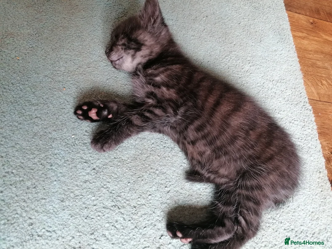 Domestic Shorthair cats for sale: 3 adorable kittens for sale  - Advert 2