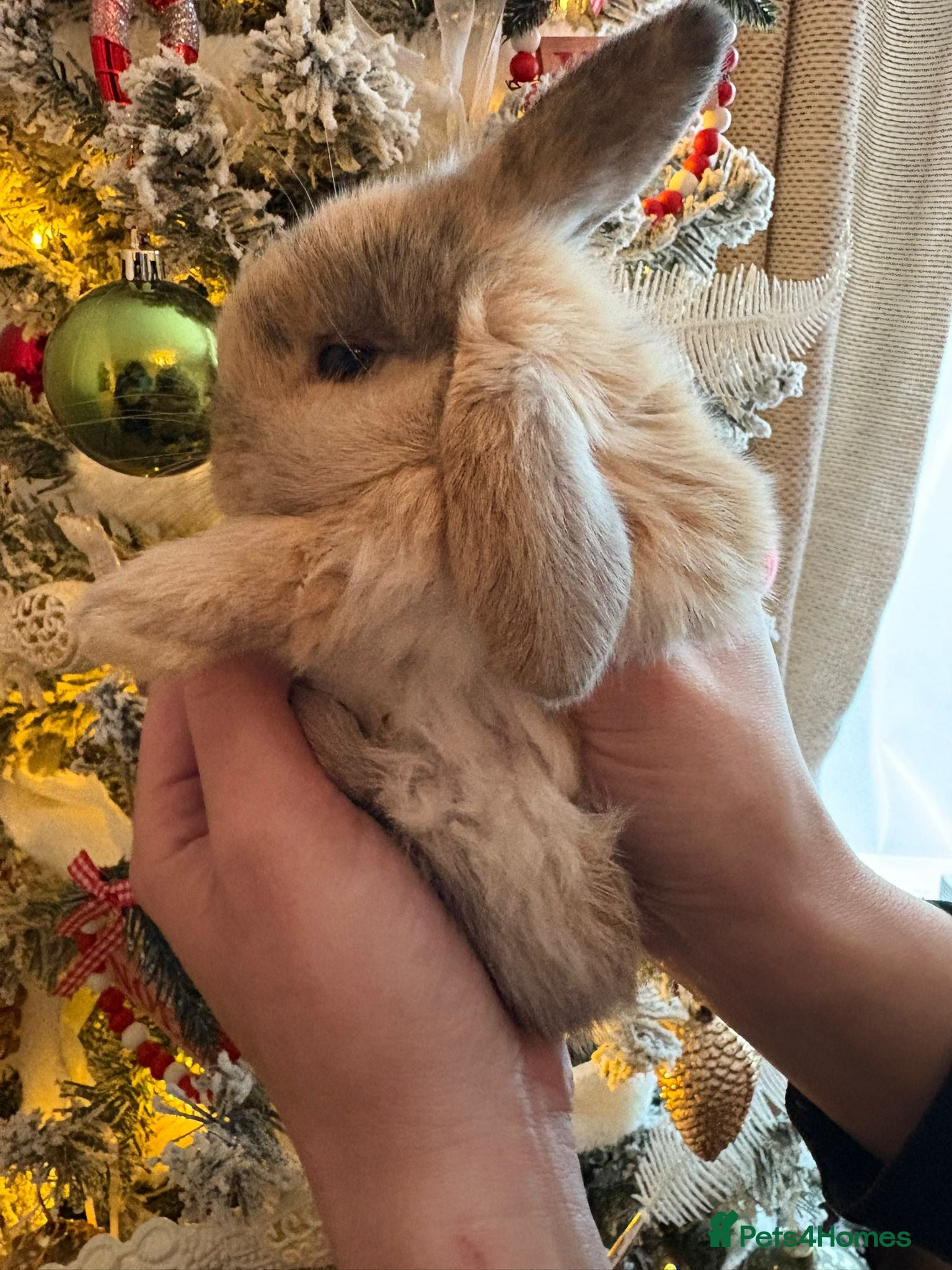 Mini Lop rabbits Black boy and harli girl still left now - Advert 12