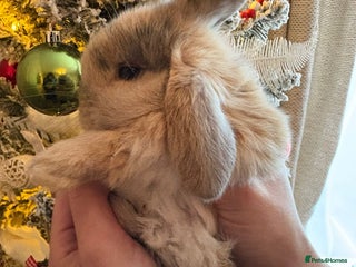 Mini Lop rabbits Black boy and harli girl still left now - Advert 12