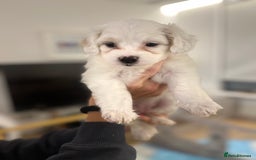 Mixed Breed dogs for sale: Tiboodle Puppies – Toy Poodle x Tibetan Terrier - Image 16
