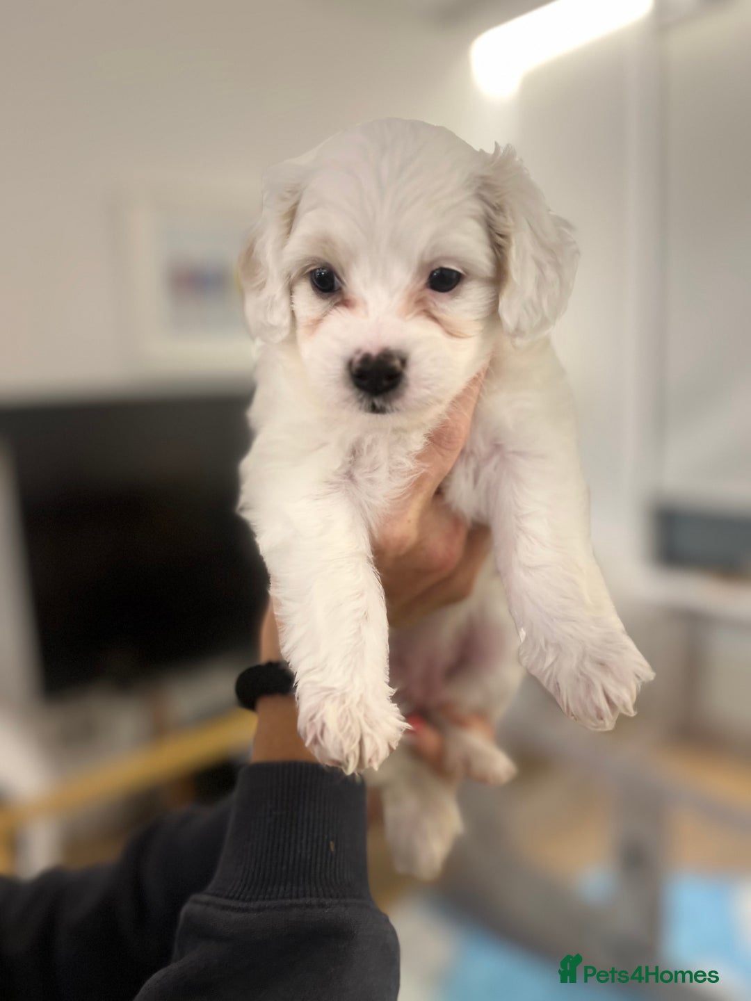 Mixed Breed dogs for sale: Tiboodle Puppies – Toy Poodle x Tibetan Terrier - Image 16