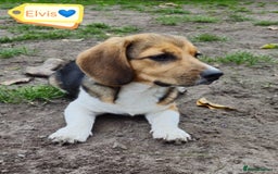 Beagle dogs for adoption: 💙🐶 ELVIS 🐶💙 - Image 6