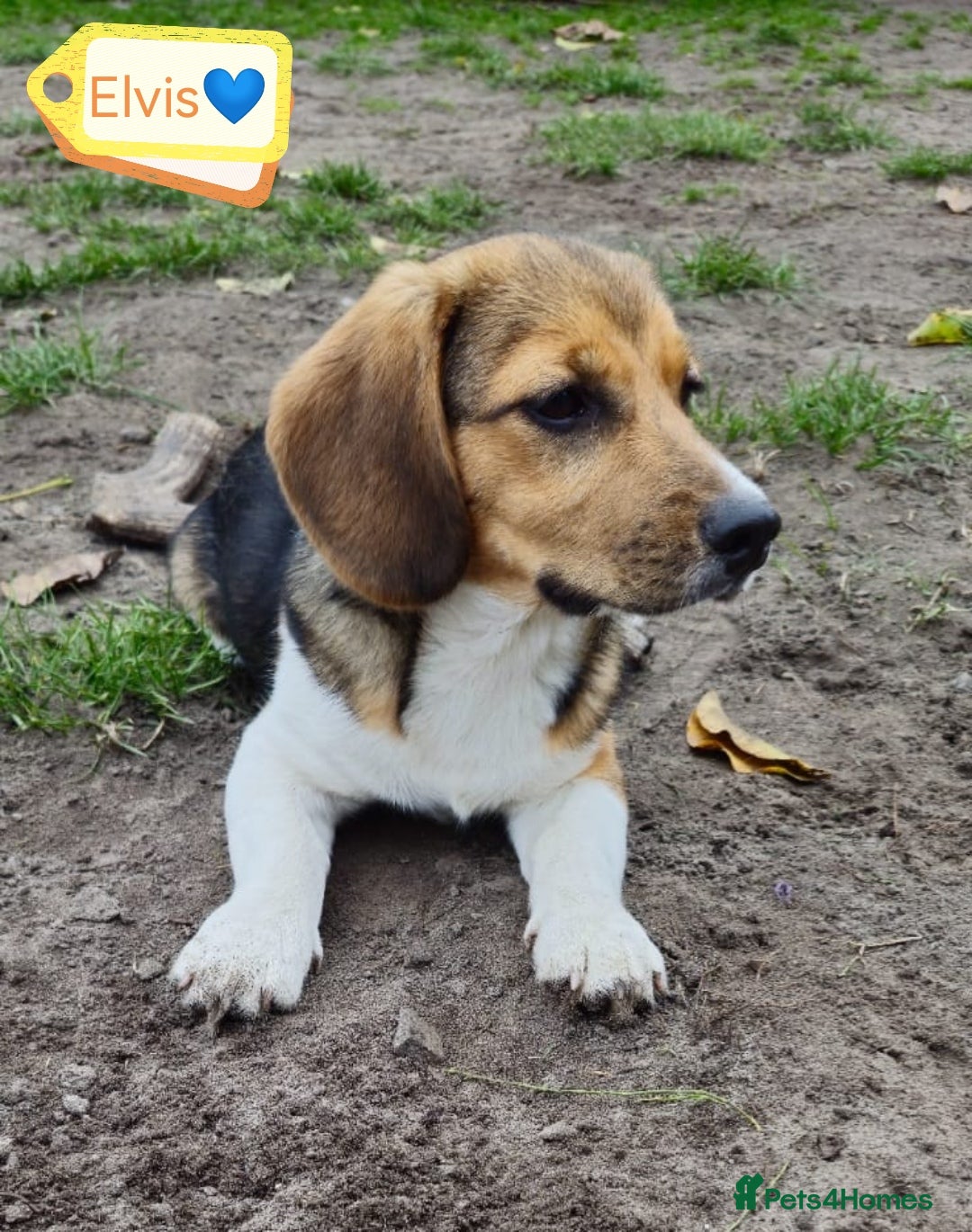 Beagle dogs for adoption: 💙🐶 ELVIS 🐶💙 - Image 6