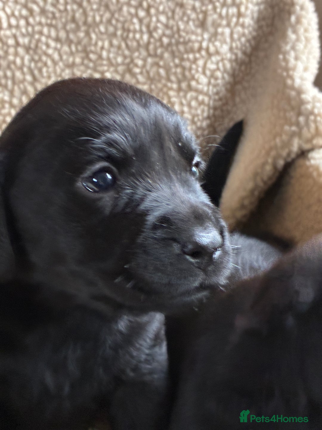 Labrador Retriever dogs for sale: Kc reg black labrador puppies - Advert 3