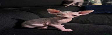Sphynx Kitten 2