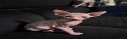 Sphynx cats for sale: Beautiful cats sphynx - Advert 3
