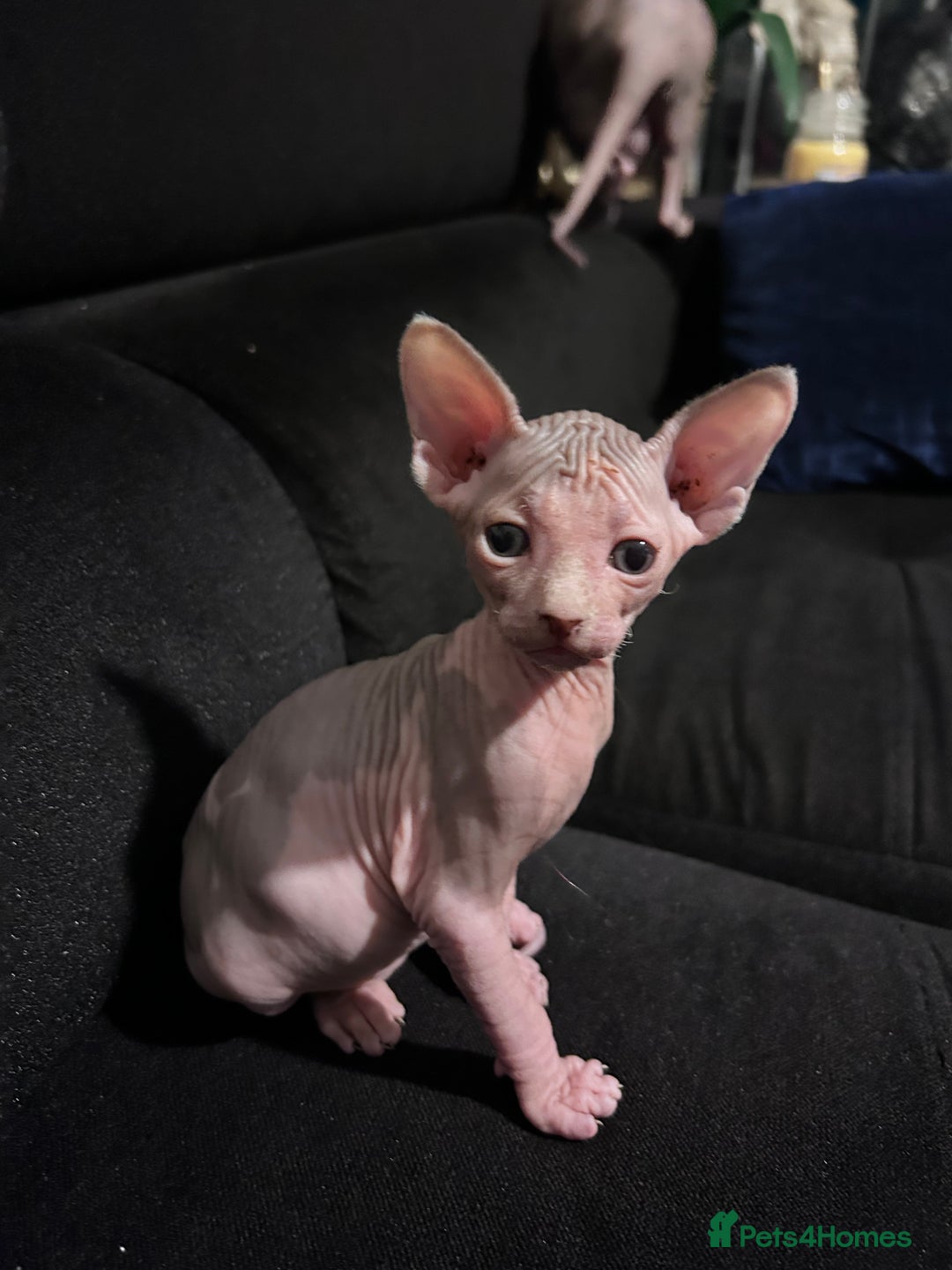 Sphynx cats for sale: Beautiful cats sphynx - Advert 3