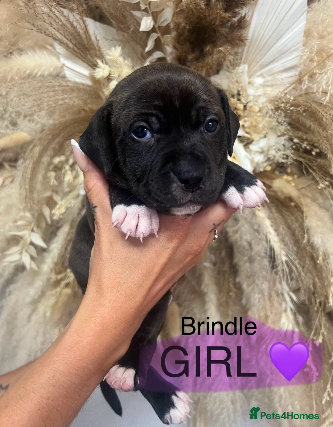 Mixed Breed dogs for sale: 🏡 Staff x American Bulldog Puppies  - Image 7