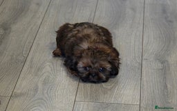 Shih Tzu dogs for sale: Last little boy - Image 2